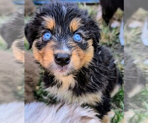 Australian Shepherd Puppy for sale in SOUTH HILL, VA, USA