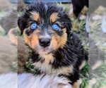 Image preview for Ad Listing. Nickname: Quinns Pups