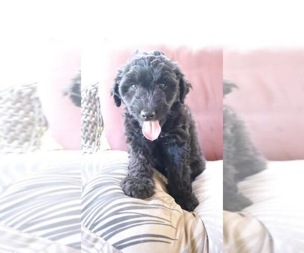 Medium Photo #7 Aussiedoodle Puppy For Sale in CONWAY, SC, USA
