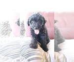 Small Photo #16 Aussiedoodle Puppy For Sale in CONWAY, SC, USA