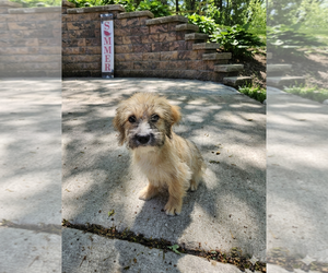 Cairn Terrier-Unknown Mix Dogs for adoption in Genesee, WI, USA