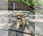 Small Cairn Terrier Mix