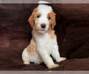 Goldendoodle Puppy for sale in BROOKLYN, NY, USA