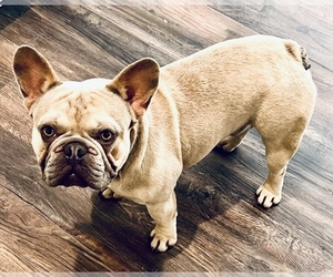 Father of the French Bulldog puppies born on 04/11/2025