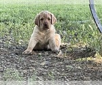 Puppy Drk Yellow Male Labrador Retriever
