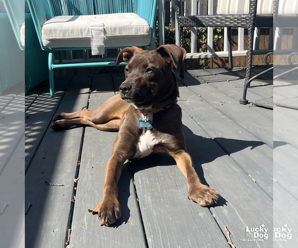Medium Photo #11 Labrador Retriever-Unknown Mix Puppy For Sale in Washington, DC, USA
