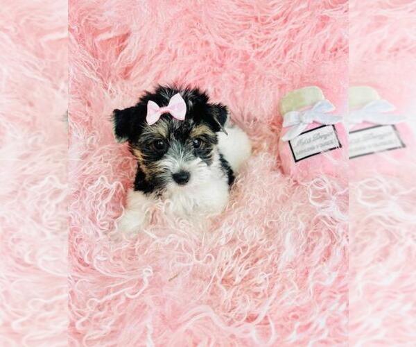 Medium Photo #24 Morkie Puppy For Sale in MIAMI BEACH, FL, USA