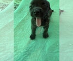 Small Photo #3 Labrador Retriever-Unknown Mix Puppy For Sale in Sanford, FL, USA