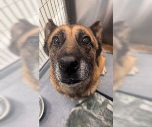 Mutt Dogs for adoption in Imlay City, MI, USA
