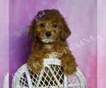 Small #4 Poodle (Toy)