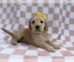 Small #3 Goldendoodle