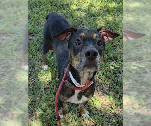 Medium Photo #1 American Staffordshire Terrier-Unknown Mix Puppy For Sale in Fort Lauderdale, FL, USA