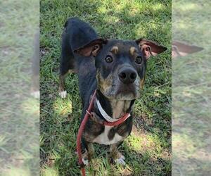 American Staffordshire Terrier-Unknown Mix Dogs for adoption in Fort Lauderdale, FL, USA