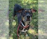 Small American Staffordshire Terrier Mix
