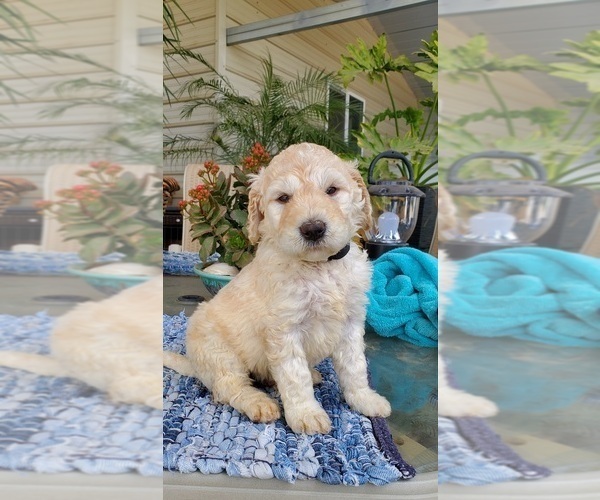 Medium Photo #6 Labradoodle Puppy For Sale in FRESNO, CA, USA