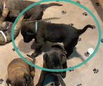 Small Photo #23 Belgian Malinois Puppy For Sale in LABADIE, MO, USA