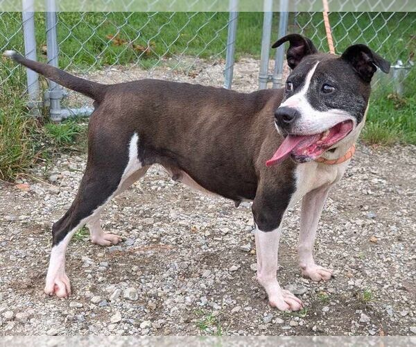 Medium Photo #4 Staffordshire Bull Terrier-Unknown Mix Puppy For Sale in Anniston, AL, USA