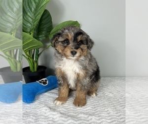 Aussiedoodle Miniature  Puppy for sale in FRANKLIN, IN, USA
