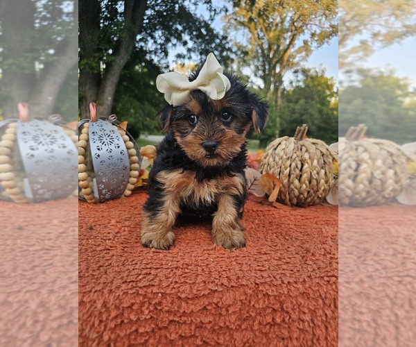 Medium Photo #4 Yorkshire Terrier Puppy For Sale in INDIANAPOLIS, IN, USA