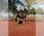 Small #3 Yorkshire Terrier