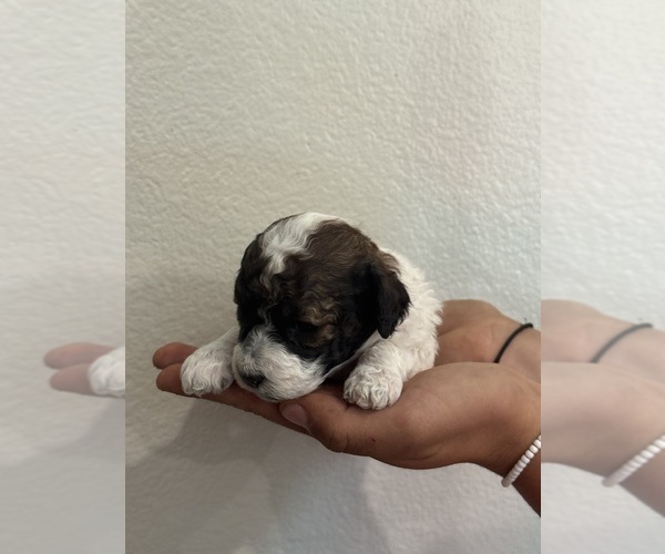 Medium Photo #18 Bernedoodle (Miniature) Puppy For Sale in LONGMONT, CO, USA