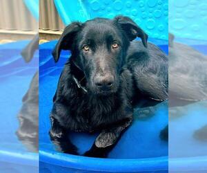 German Shepherd Dog Dogs for adoption in Sacramento, CA, USA