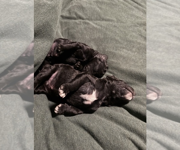 Medium Photo #3 Poodle (Standard) Puppy For Sale in SHORELINE, WA, USA