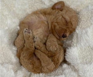 Goldendoodle Puppy for sale in HICKORY, NC, USA
