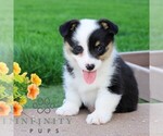 Small #2 Pembroke Welsh Corgi