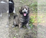 Small Photo #3 Poodle (Standard) Puppy For Sale in PLEASANT HILL, MO, USA