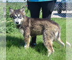 Small #1 Siberian Husky Mix