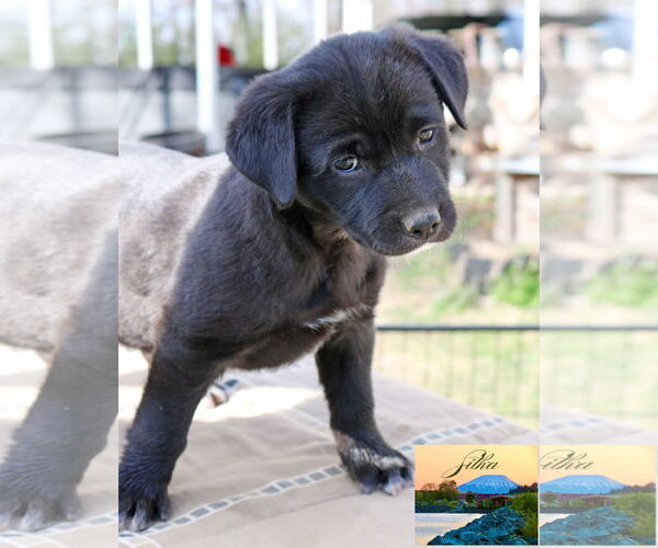 Medium Photo #24 Borador Puppy For Sale in Wakefield, RI, USA