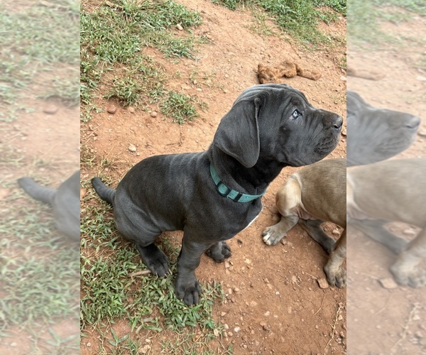 Medium Photo #9 Cane Corso Puppy For Sale in ROCKMART, GA, USA