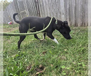 Layla - Female Mutt Dog for Adoption - Photo #3