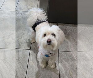 Mutt Dogs for adoption in Morganville, NJ, USA