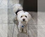 Small Mutt