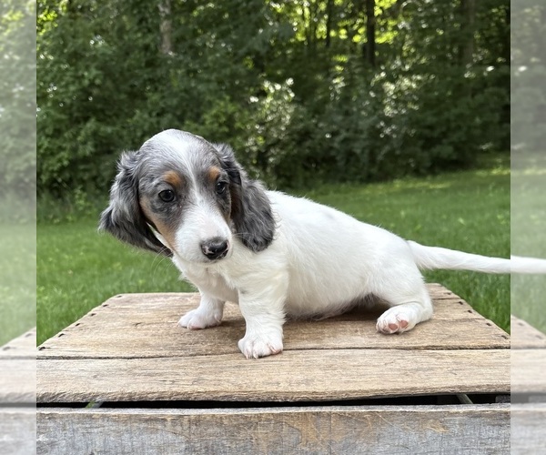 Medium Photo #2 Dachshund Puppy For Sale in MIDDLEBURY, IN, USA