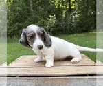 Small #1 Dachshund
