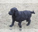 Small Photo #3 Goldendoodle Puppy For Sale in MEMPHIS, MO, USA