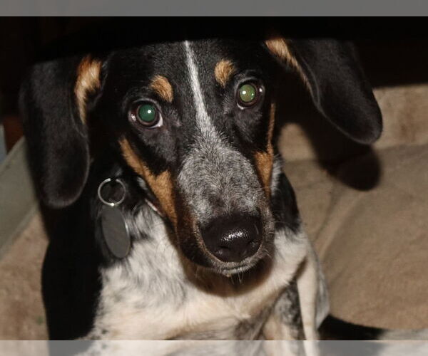 Medium Photo #1 Beagle-Unknown Mix Puppy For Sale in Doylestown, PA, USA
