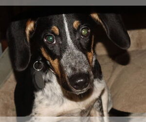 Beagle-Unknown Mix Dogs for adoption in Doylestown, PA, USA