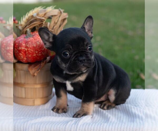 Medium Photo #6 French Bulldog Puppy For Sale in AARONSBURG, PA, USA