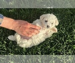 Small Photo #8 Bichon Frise Puppy For Sale in TEHACHAPI, CA, USA