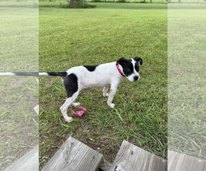 Miniature Bull Terrier Dogs for adoption in Conroe, TX, USA