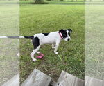 Small Miniature Bull Terrier