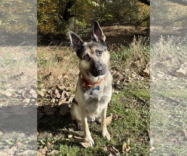 Medium Photo #6 German Shepherd Dog Puppy For Sale in Spring Lake, NJ, USA