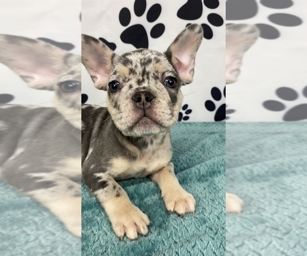Medium Photo #1 French Bulldog Puppy For Sale in BROOKLYN, NY, USA