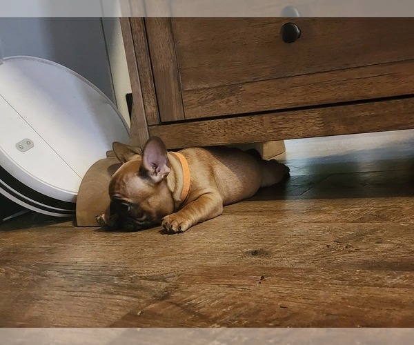 Medium Photo #6 French Bulldog Puppy For Sale in CONCORDIA, KS, USA