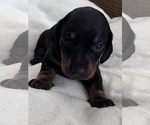 Puppy Puppy 1 Dachshund