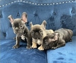 Small Photo #8 French Bulldog Puppy For Sale in INDIANAPOLIS, IN, USA